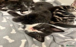 Mixed Breed cats for sale: 4 Beautiful Kittens 🐾 ❤️  - Image 9