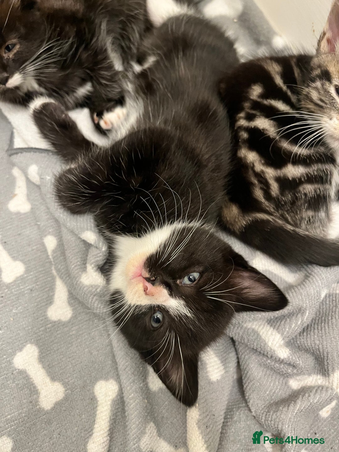 Mixed Breed cats for sale: 4 Beautiful Kittens 🐾 ❤️  - Image 9