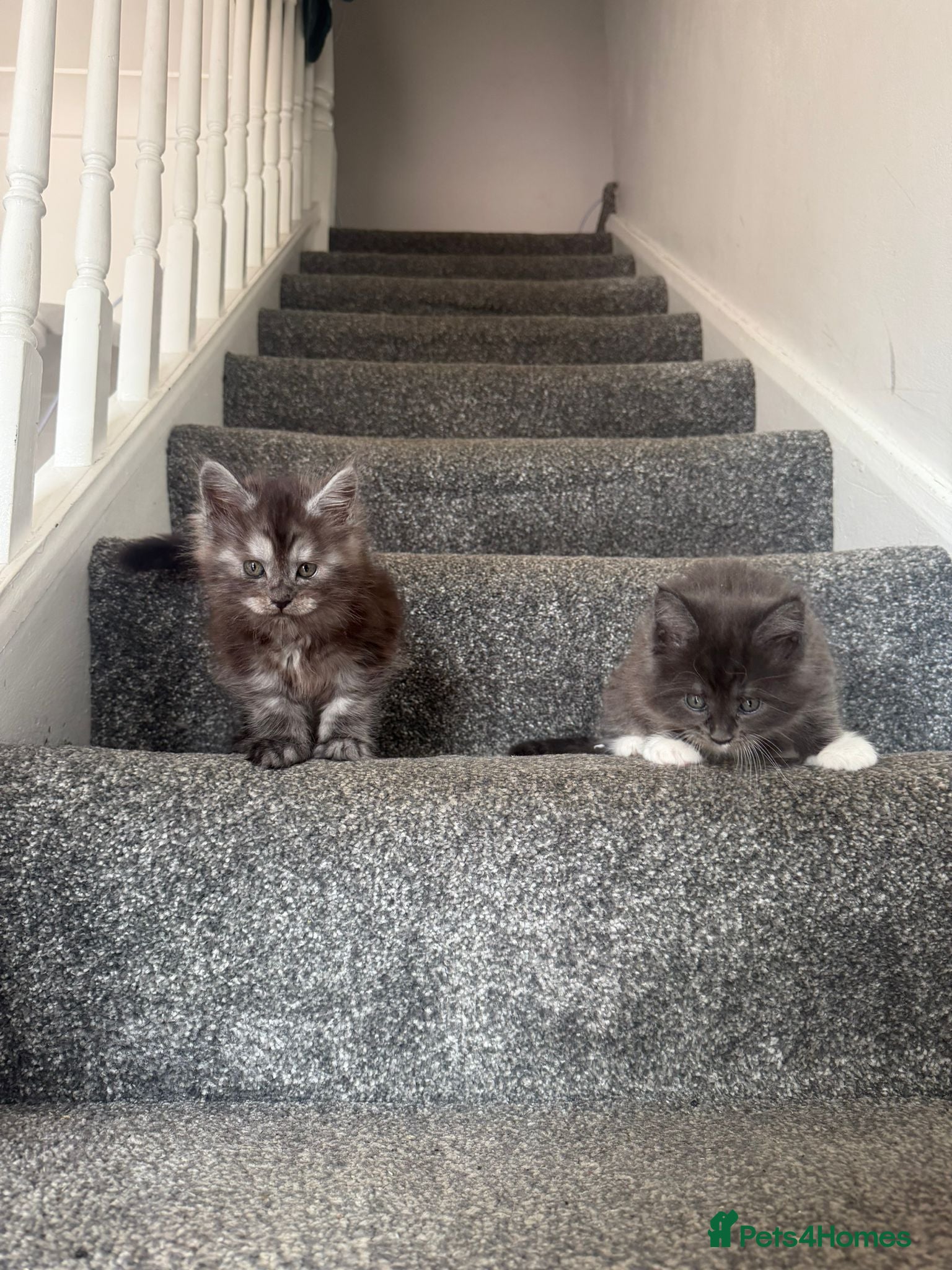 Maine Coon cats 2 beautiful Maine Coones left - Advert 15