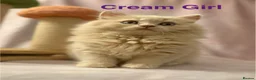 British Shorthair cats for sale: Registered Pedigree British Shorthair & Longhair  in Stafford - Advert 5