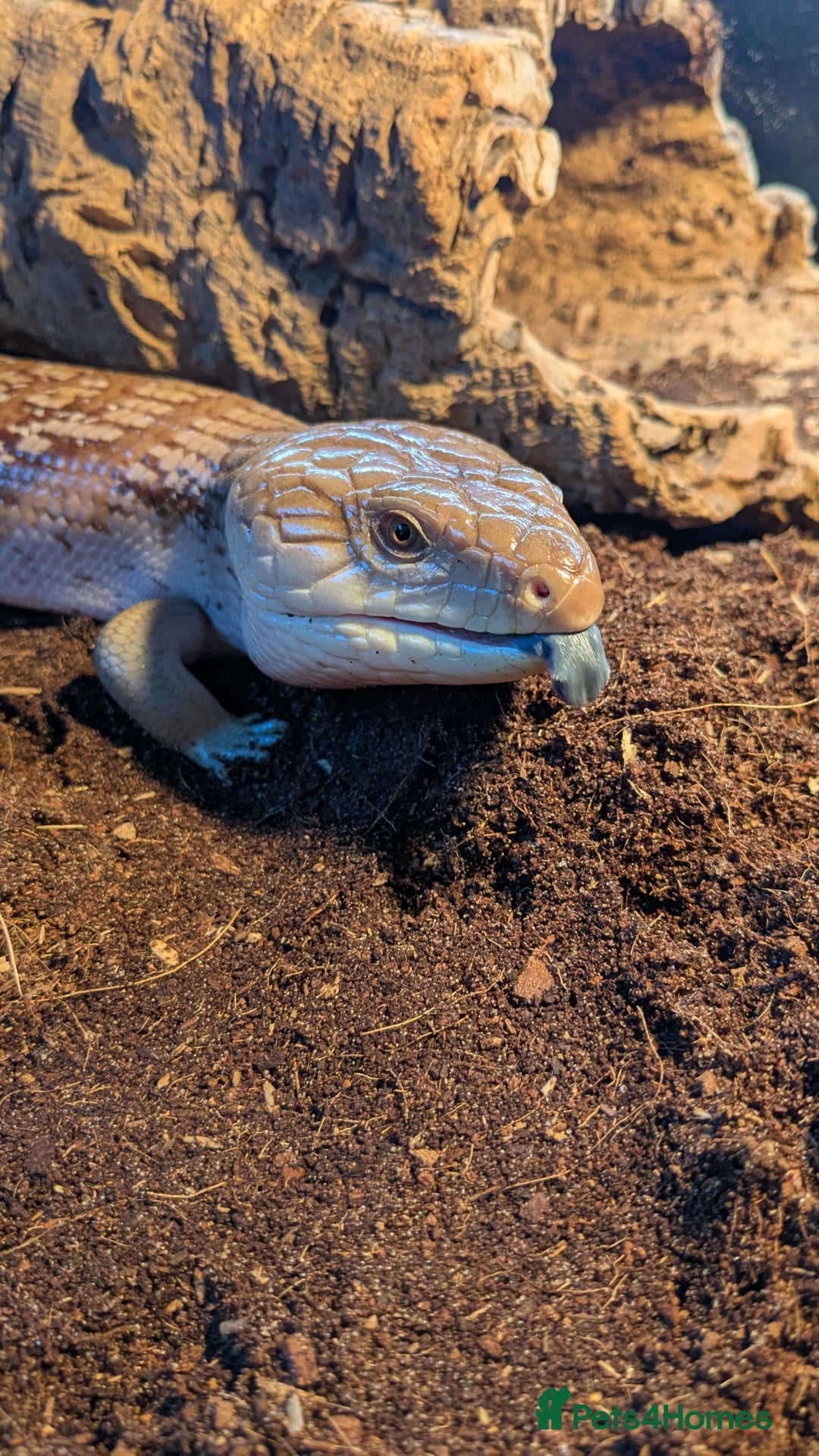Skink reptiles for sale: Northern Blue Tongue Skink - Image 1
