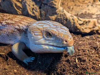 Skink reptiles - Advert 22