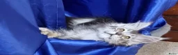 Maine Coon cats for sale: GCCF registered Maine Coon Pedigree Kitten  - Advert 28