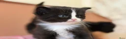 British Longhair cats for sale: Beautiful British long-haired kittens - Advert 7