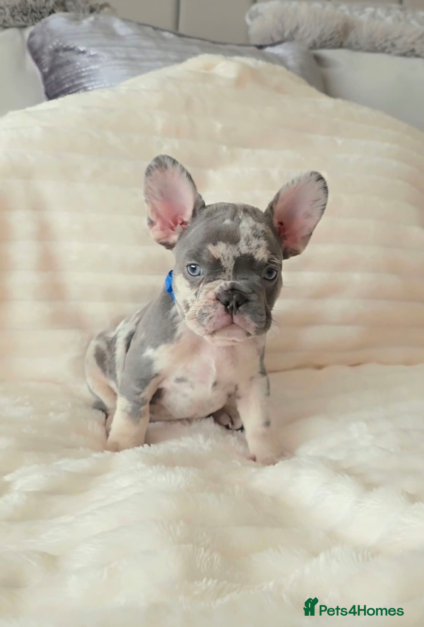 French Bulldog dogs Ready to leave 💯Tiny French Bulldogs 💯  - Advert 2