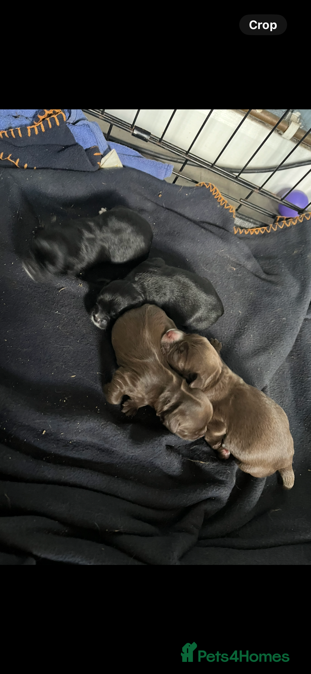 Chihuahua dogs for stud: KC Reg Russian x Italian Full Chihuahua Stud in Stourbridge - Advert 22