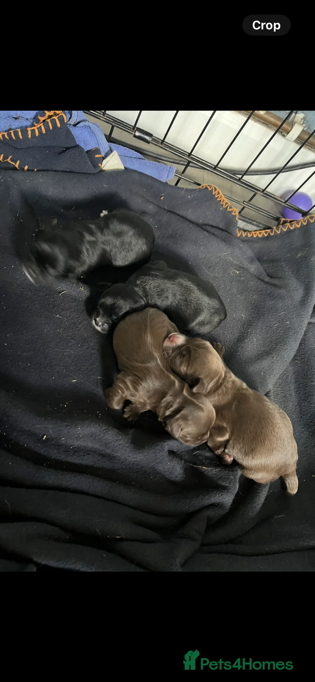 Chihuahua dogs for stud: KC Reg Chihuahua Stud in Stourbridge - Advert 22