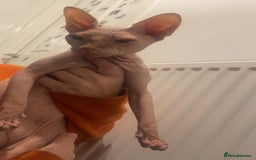 Sphynx cats for sale: Female sphynx cat  - Image 5
