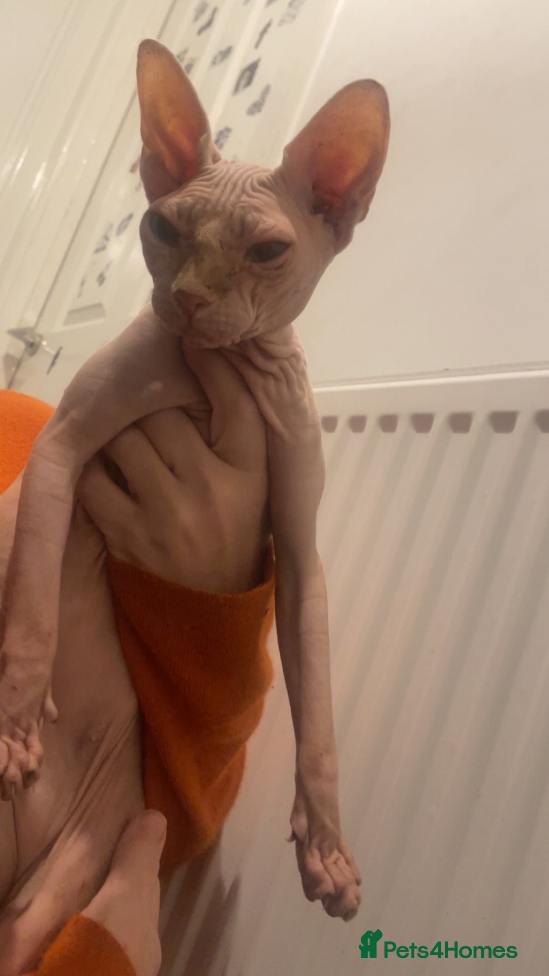 Sphynx cats for sale: Female sphynx cat  - Image 5