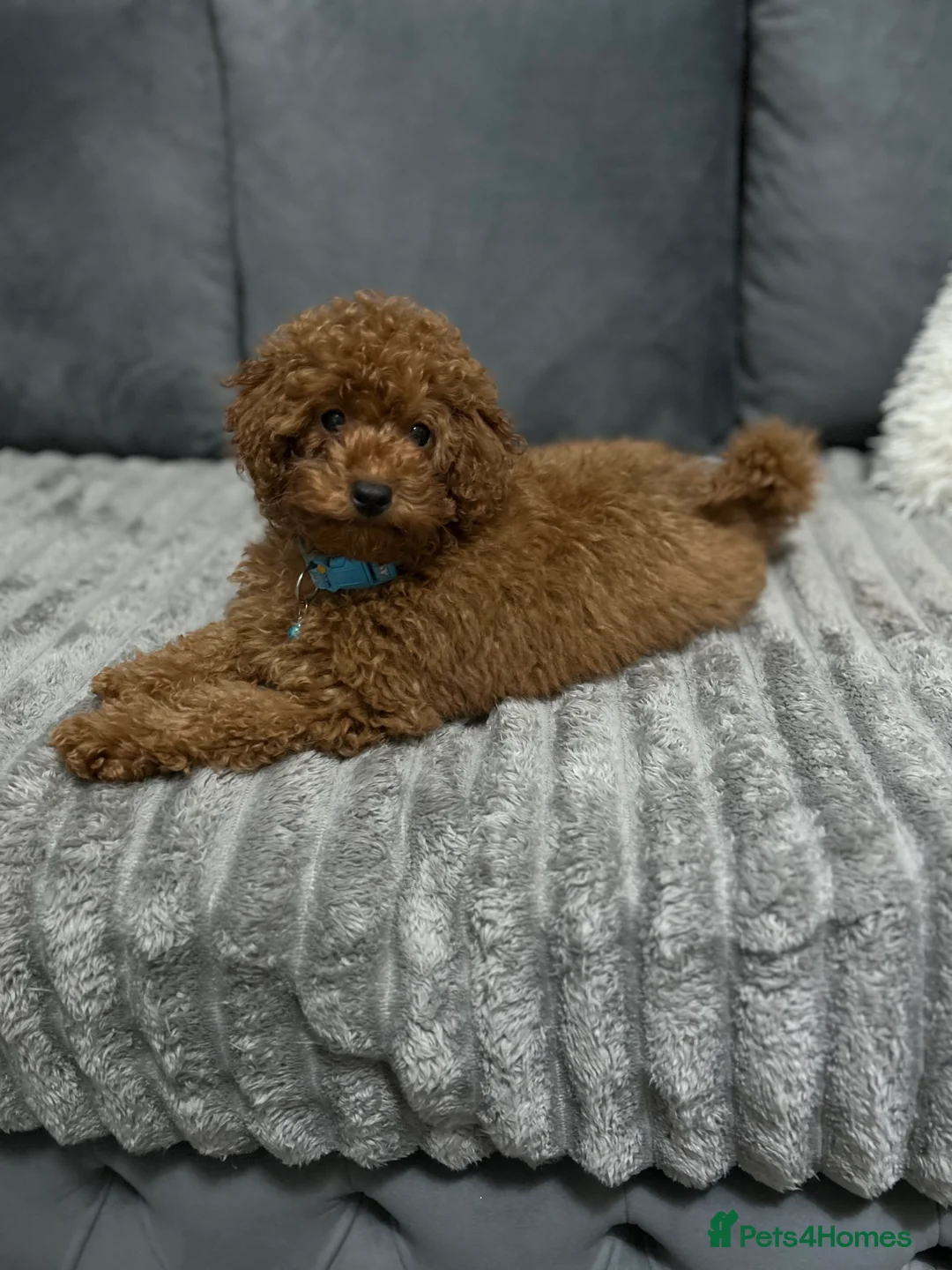Toy Poodle dogs for sale: Boy toy poodle  - Advert 3