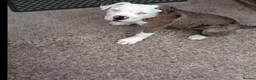 Alapaha Blue Blood Bulldog dogs for sale: Male alapaha blue blood bulldog pup 6 months  - Advert 15