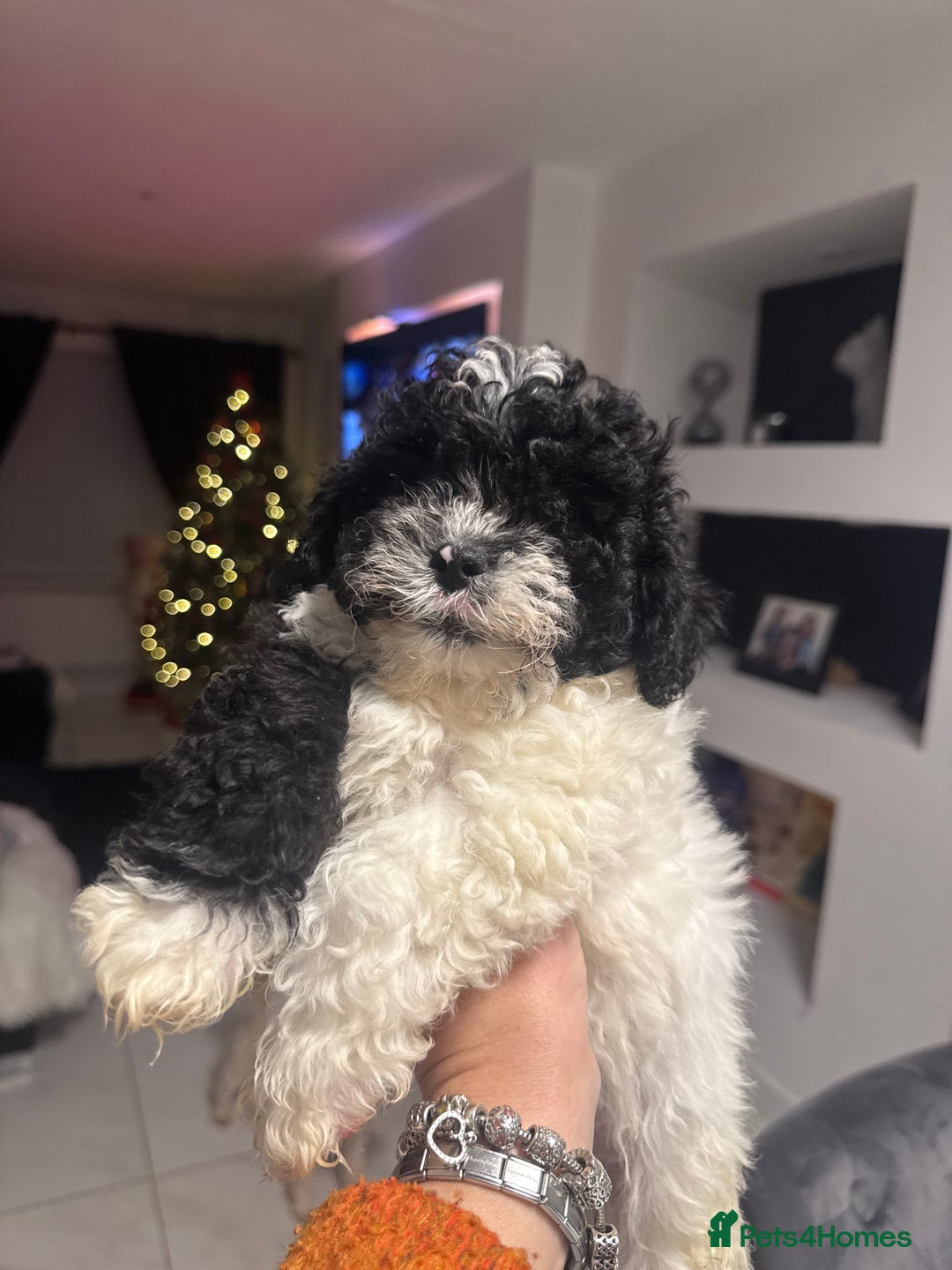 Poochon dogs for sale: poochon Pupoies  - Advert 2