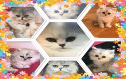 Persian cats for sale: quality pedigree persian chinchilla  - Image 1