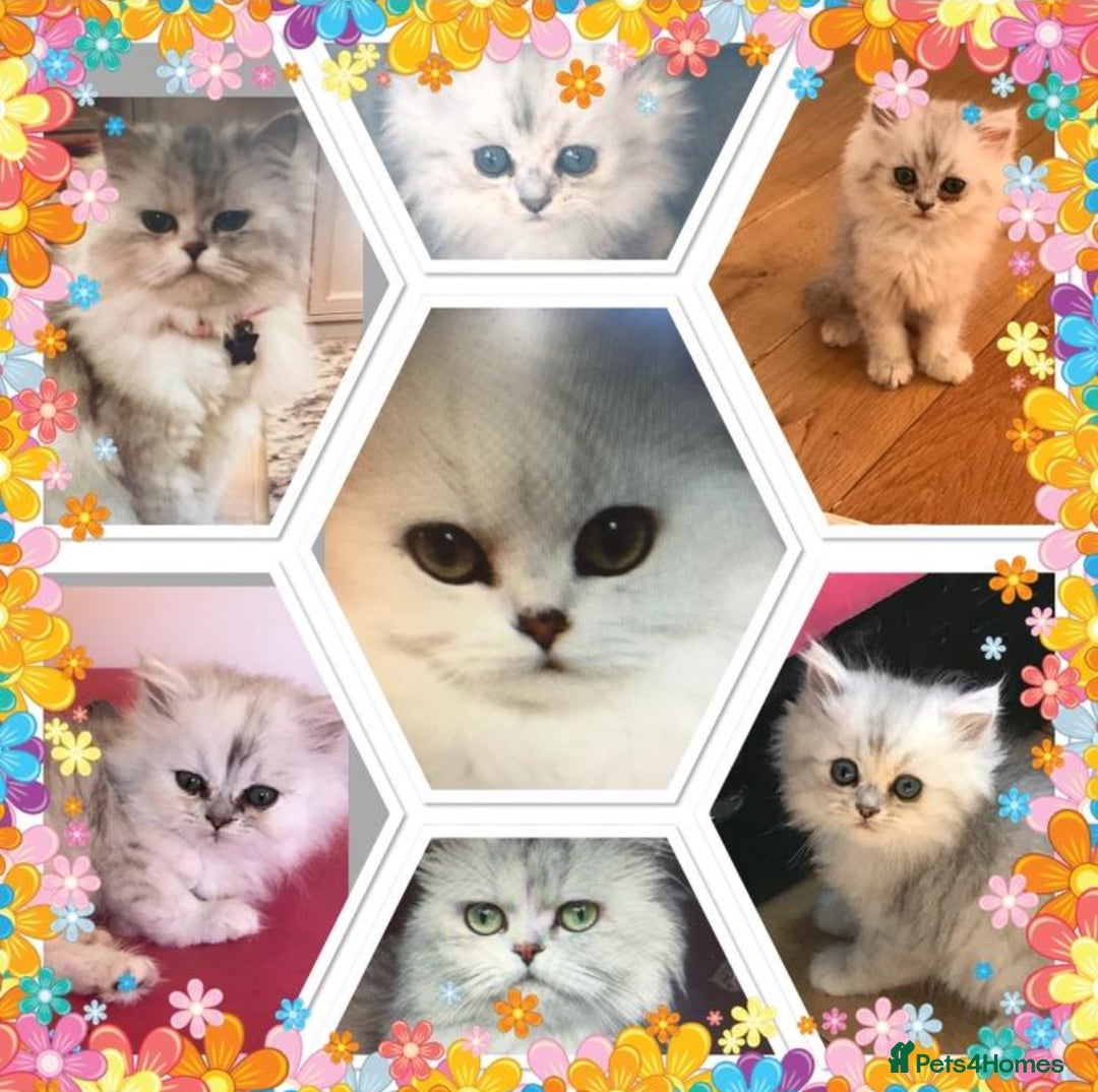 Persian cats for sale: quality pedigree persian chinchilla  - Image 1