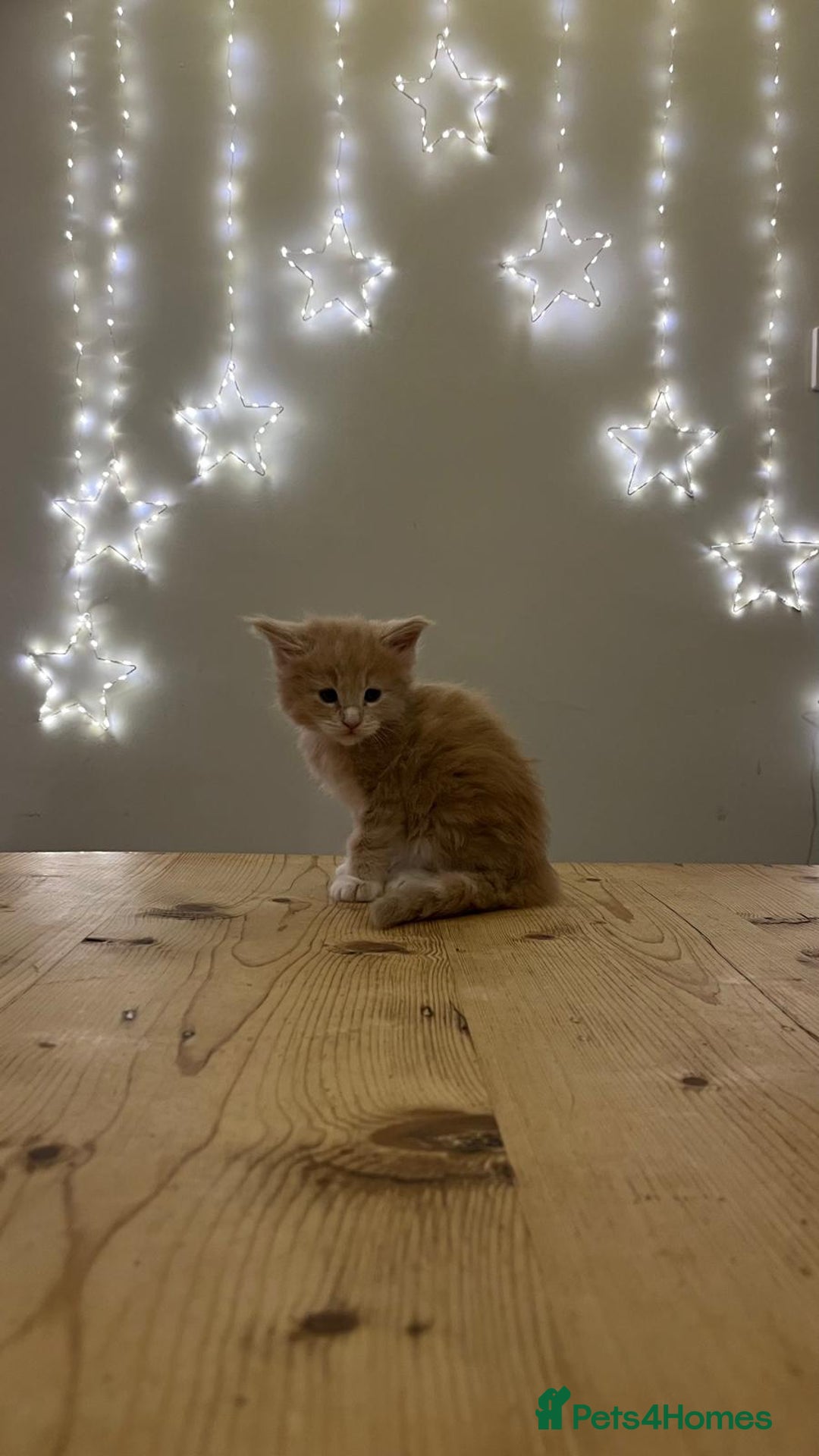 Maine Coon cats for sale: Pedigree Maine Coon Kittens - Advert 13