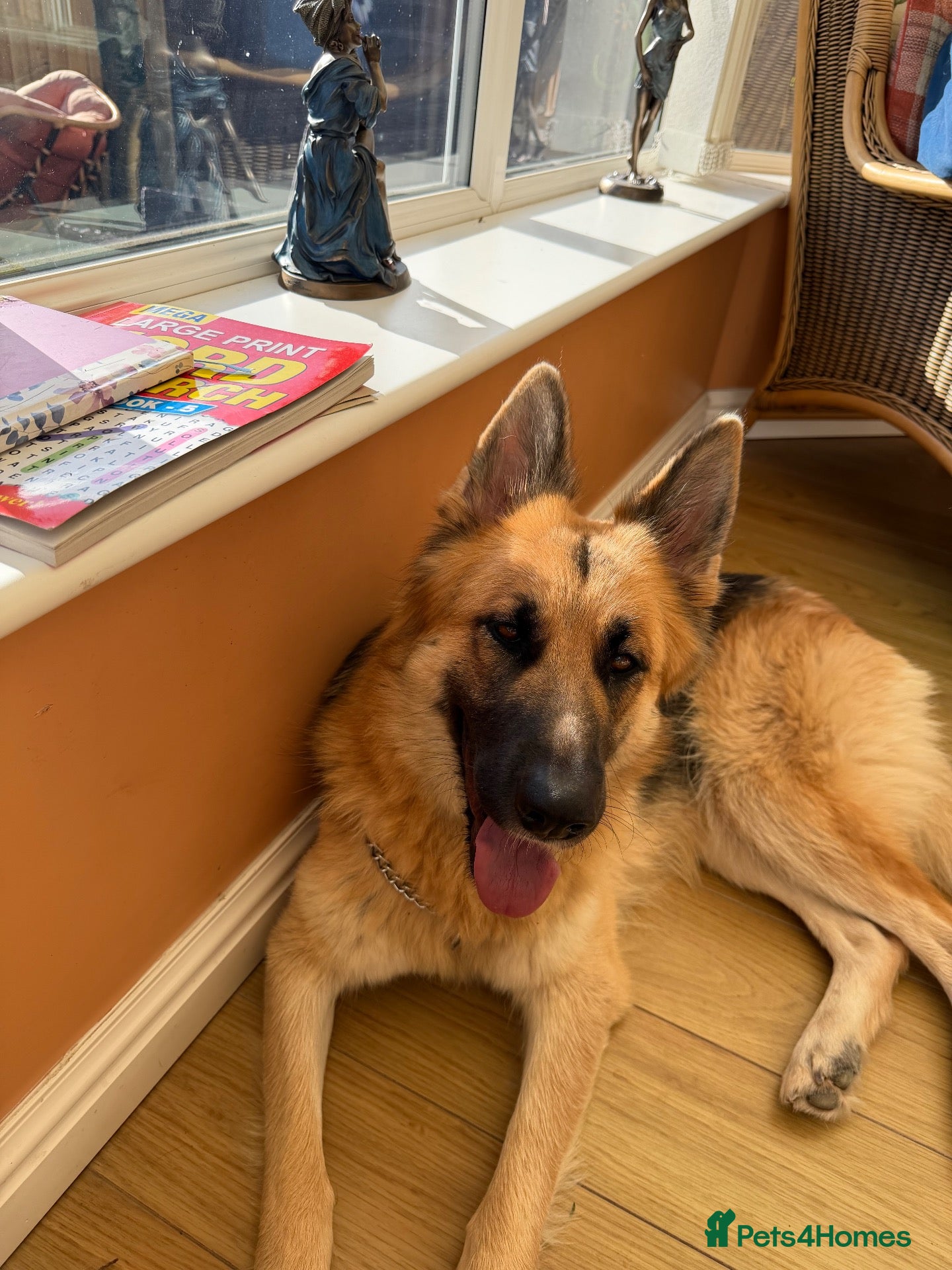German Shepherd dogs 2 year old bitch - Advert 1