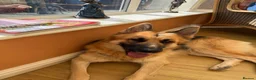 German Shepherd dogs for sale: 2 year old bitch - Advert 1