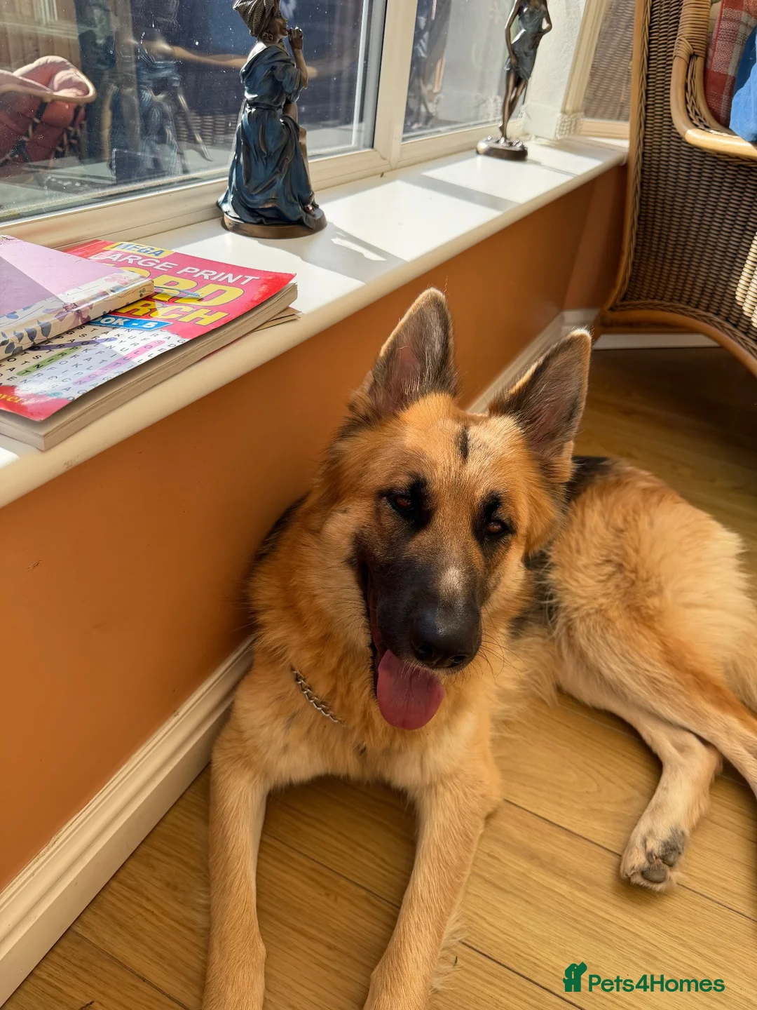 German Shepherd dogs for sale: 2 year old bitch - Advert 1
