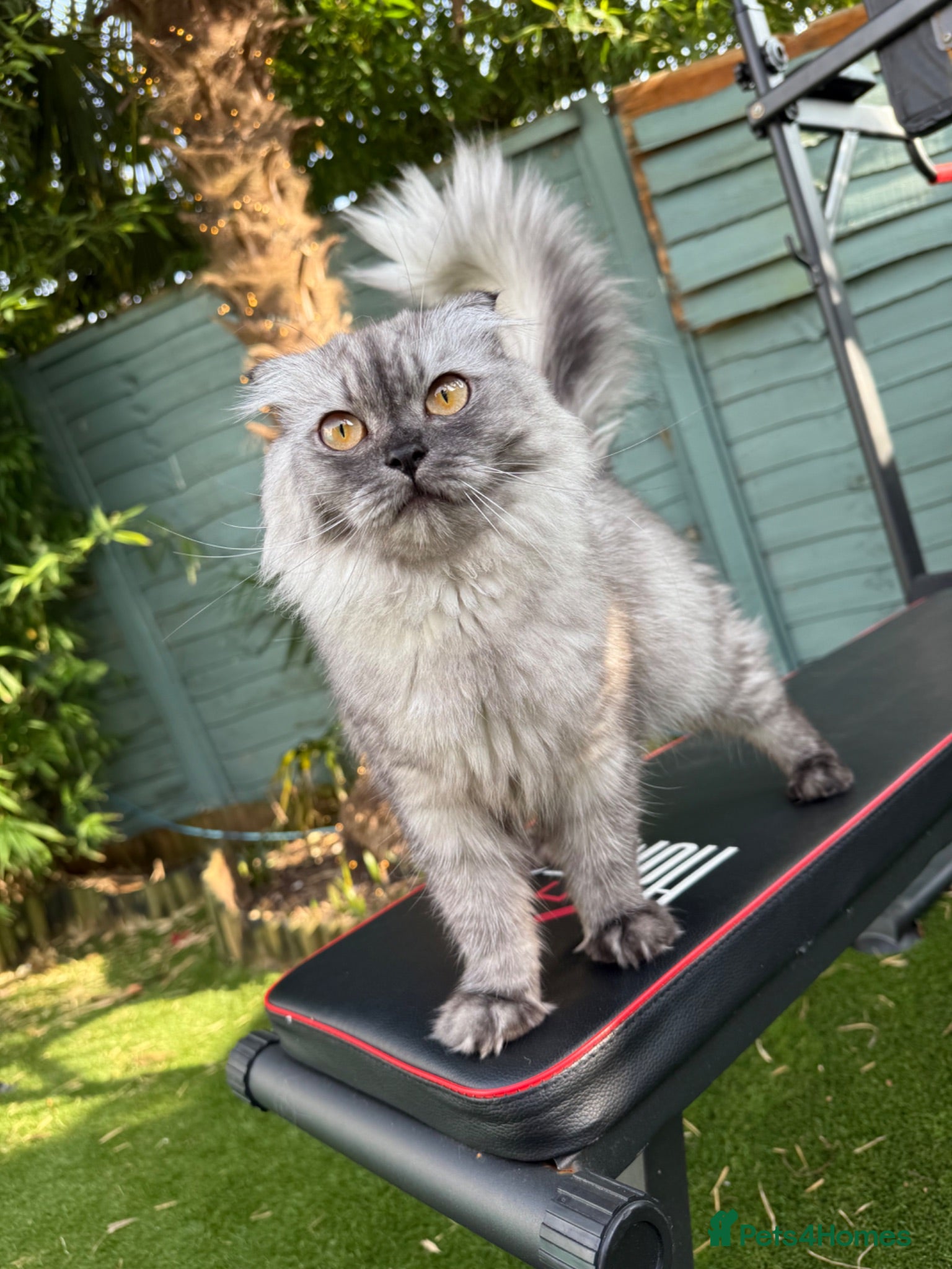 British Shorthair cats Beautiful fluffy show class kittens - Advert 2