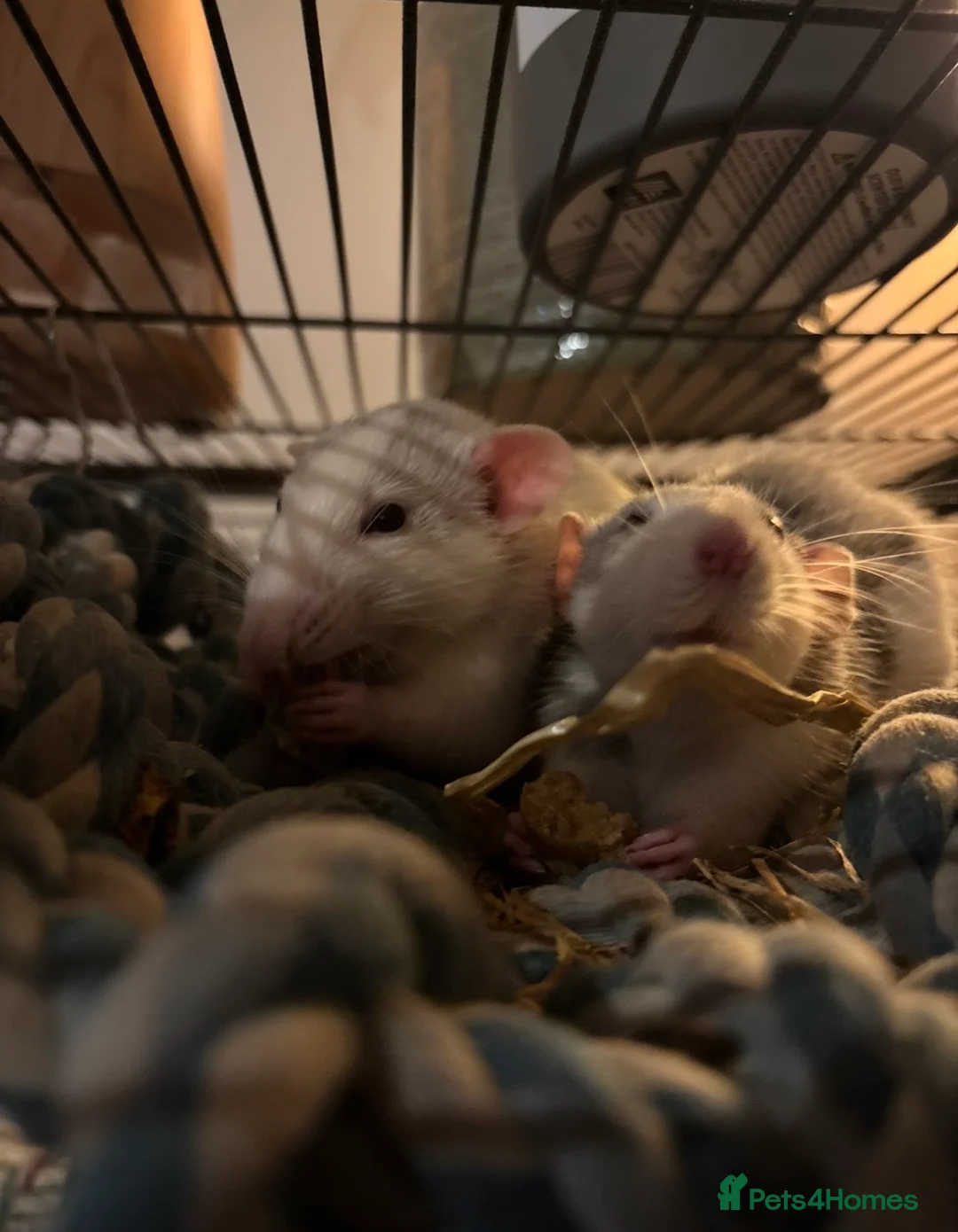 Rat rodents for sale: 2 male rats for sale in Sheffield - Advert 2