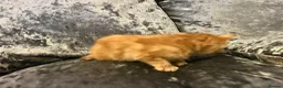 Mixed Breed cats for sale: Beautiful playfull kittens  in Nottingham - Advert 8