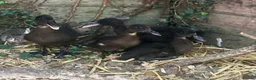 Ducks poultry for sale: Dutch Hookbill Ducklings - Advert 2