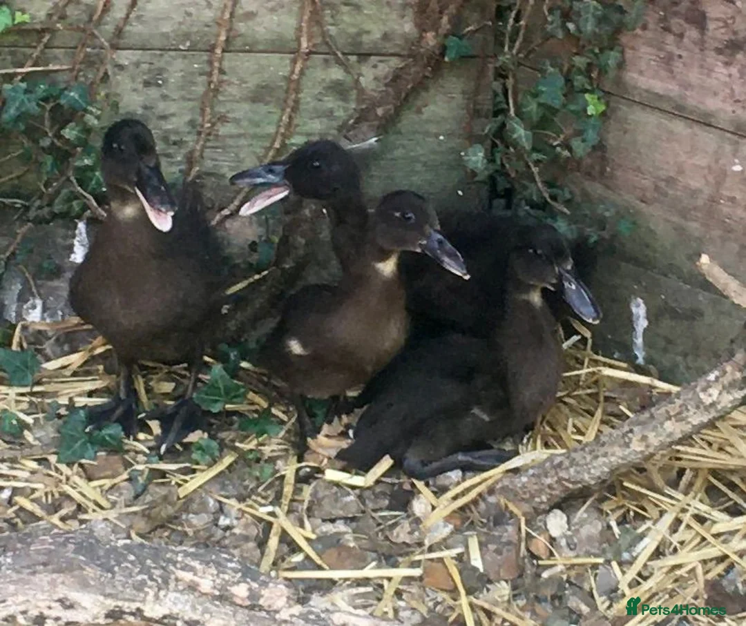 Ducks poultry for sale: Dutch Hookbill Ducklings - Advert 2