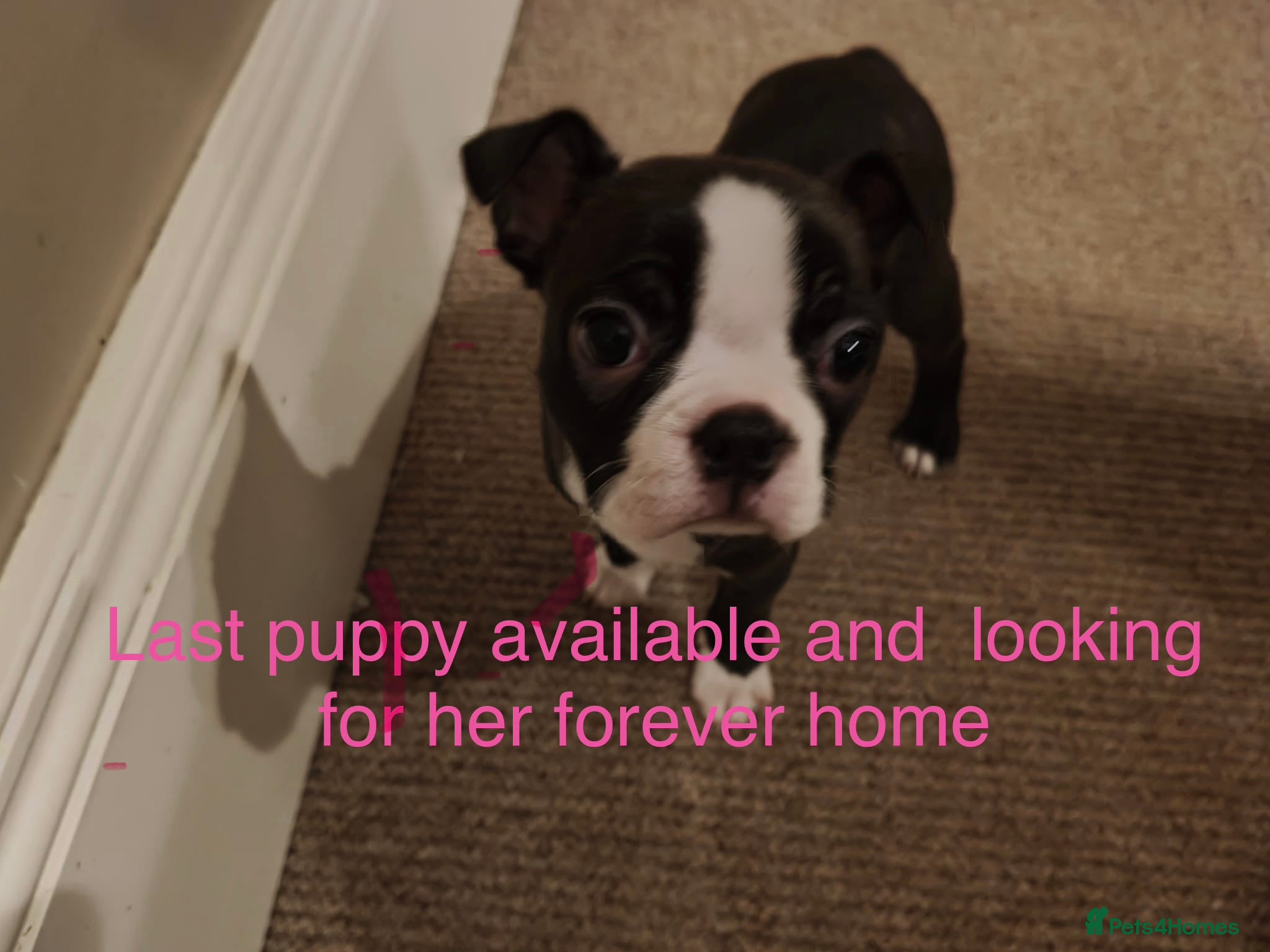 Boston Terrier dogs 🐾 Last Boston Terrier pup available 🐾 - Advert 2