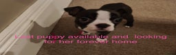 Boston Terrier dogs for sale: 🐾 Last Boston Terrier pup available 🐾 - Advert 1