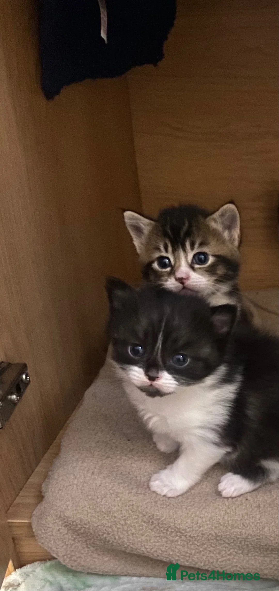 Mixed Breed cats for sale: 2 Adorable kittens - Advert 7