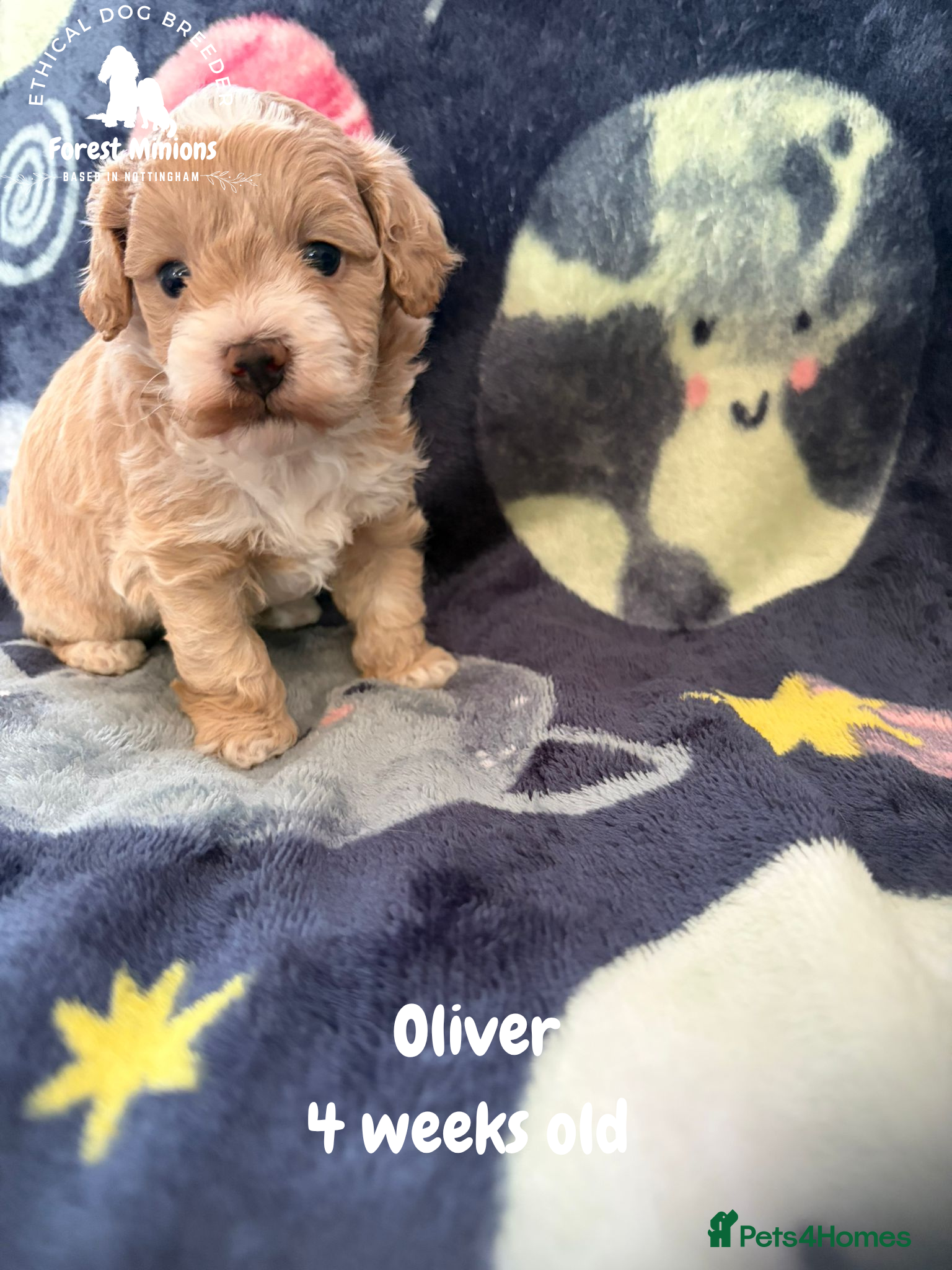Maltipoo dogs Stunning Maltipoo puppies ❤️ - Advert 2