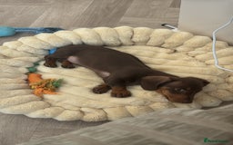 Dachshund dogs for sale: Brown/Biscuit friendly Dachshund puppy  - Image 5