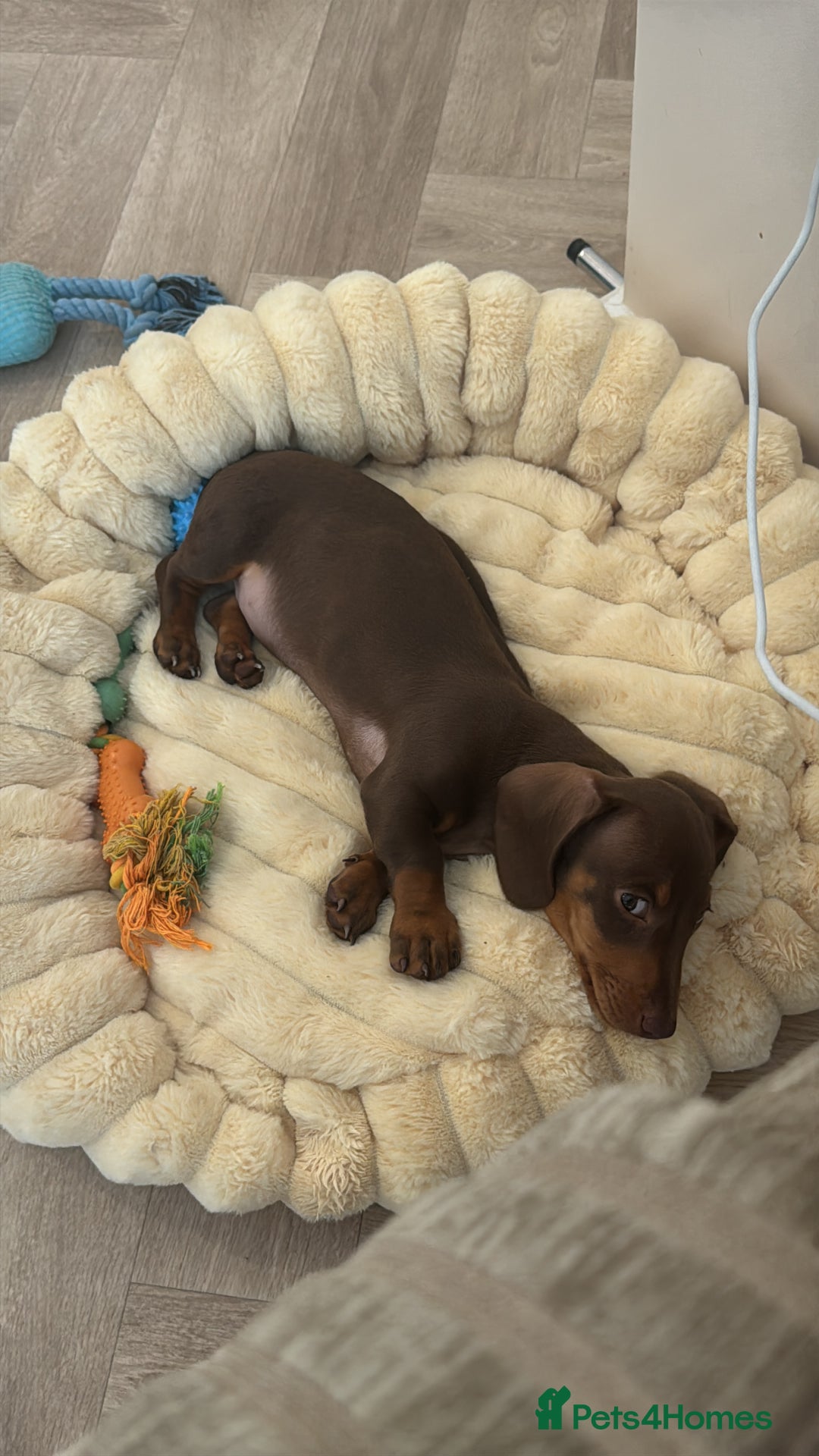 Dachshund dogs for sale: Brown/Biscuit friendly Dachshund puppy  - Image 5