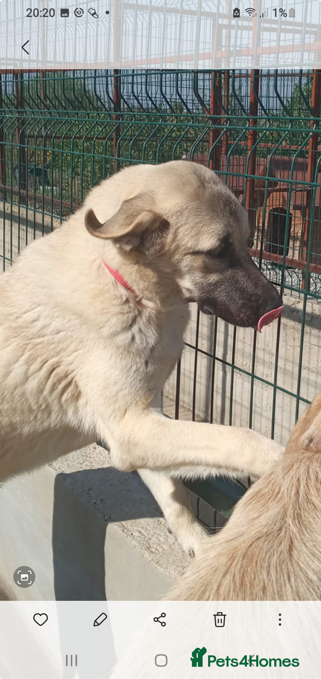 Mixed Breed dogs for sale: Livvy. Adorable mixed breed. - Advert 6