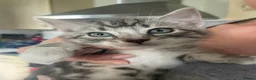 Mixed Breed cats for sale: Beautiful kittens.toilet trained  in Boston - Advert 4