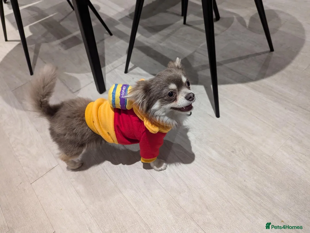 Chihuahua dogs for sale: 3 Year Old Chihuahua Long Coat - Advert 2