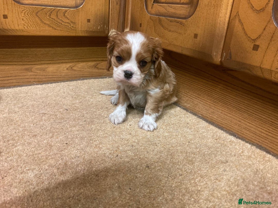 Cavalier King Charles Spaniel dogs for sale: Super KC blenheim pups - health tested parents - Advert 12