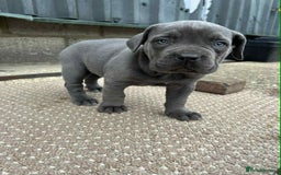 Cane Corso dogs for sale: Cane corso pups - Image 15