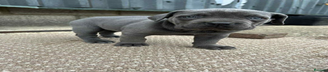 Cane Corso Puppy 5