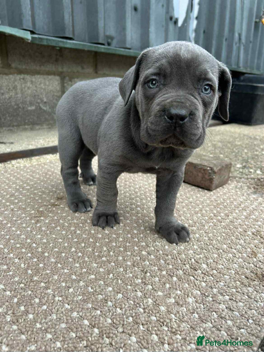 Cane Corso dogs for sale: Cane corso pups - Image 15