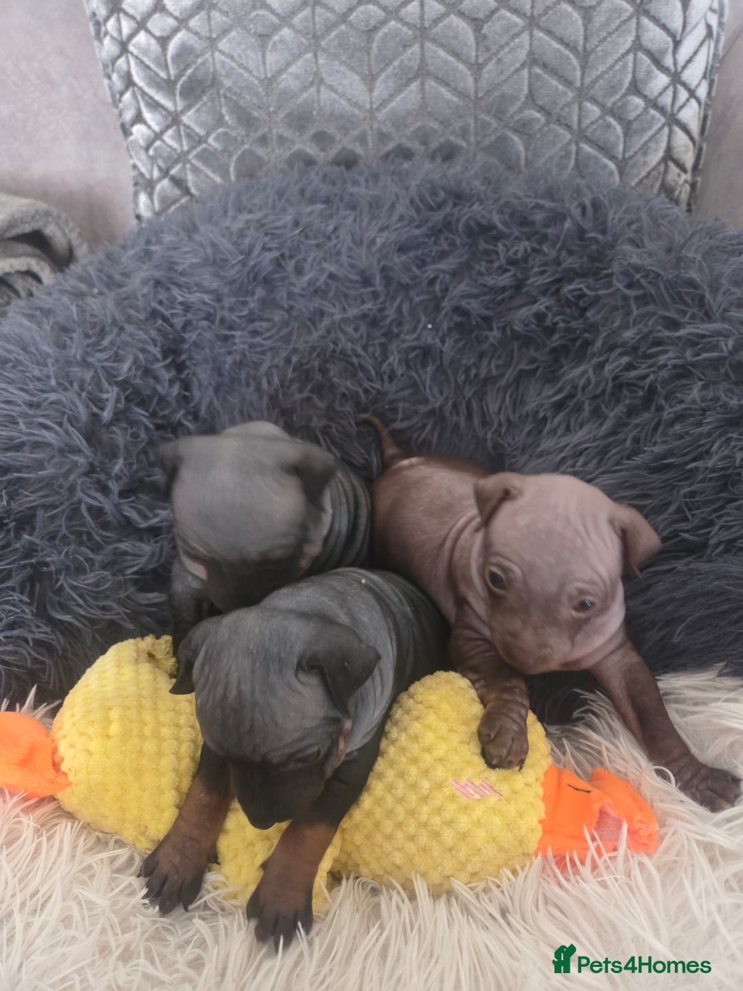 Mexican Hairless dogs for sale: American hairless terrier - Advert 7