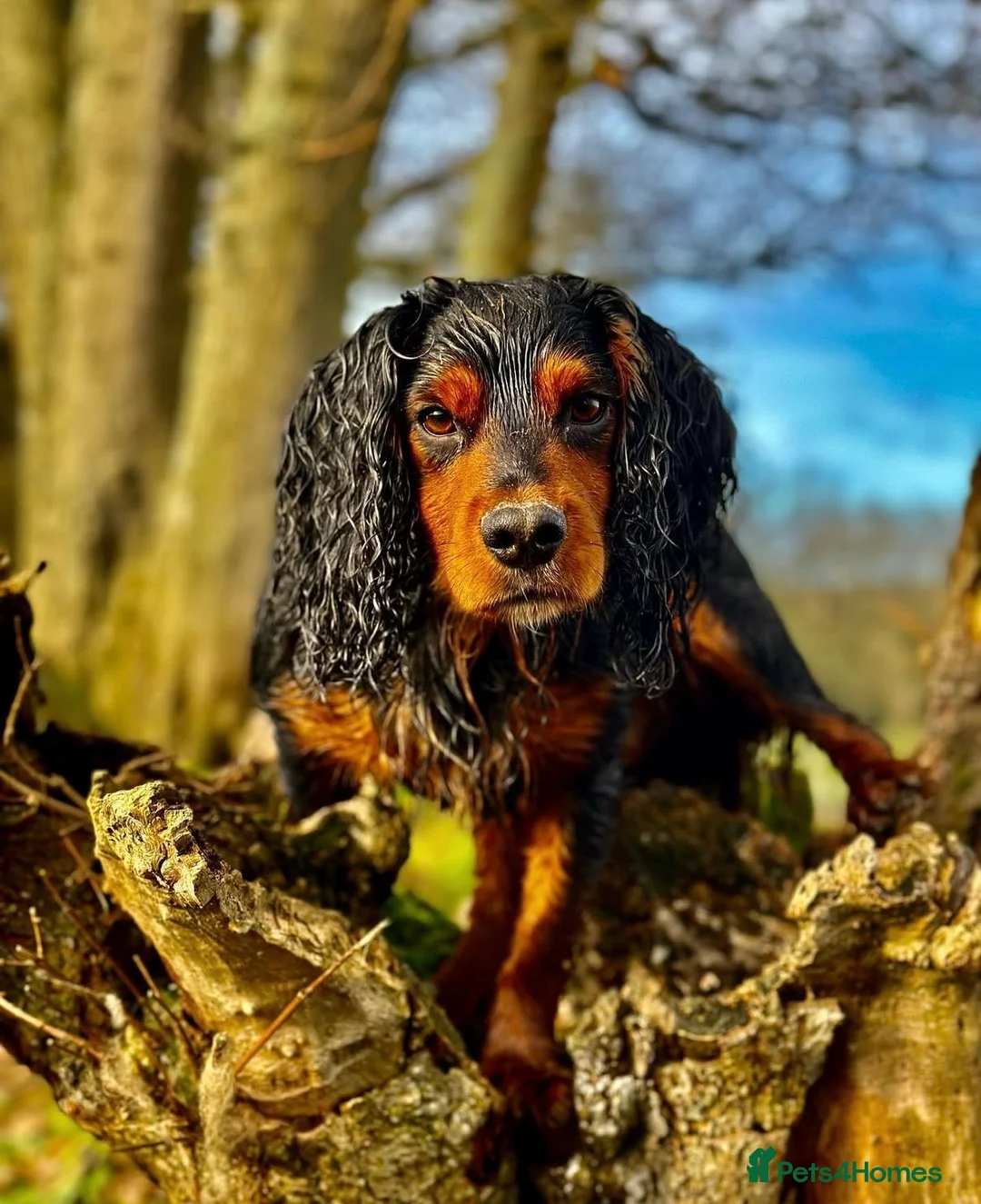 Cocker Spaniel dogs for sale: Working Cocker Spaniel Pups - Advert 7