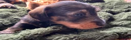 Miniature Dachshund dogs for sale: Miniature Wire haired Dachshund  - Advert 31