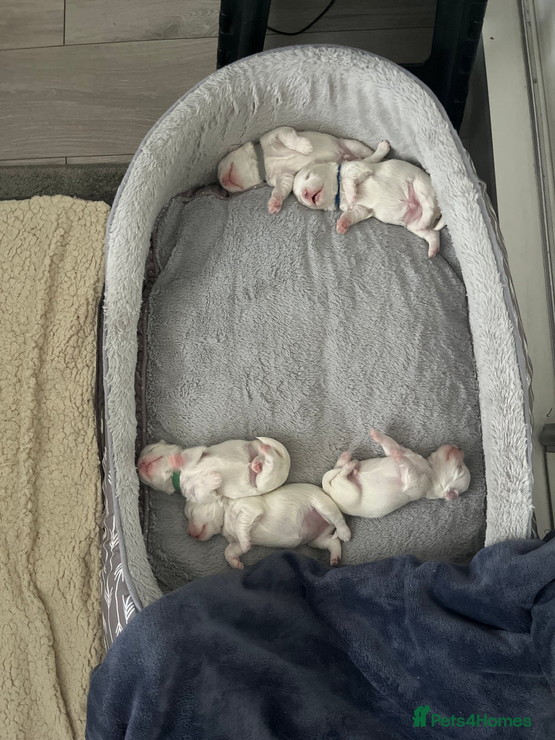 Maltese dogs for sale: Beautiful Maltese puppies  - Image 13