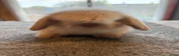 Mini Lion Lop rabbits for sale: UPDATED 08/05 Double mane lionlops available - Advert 2