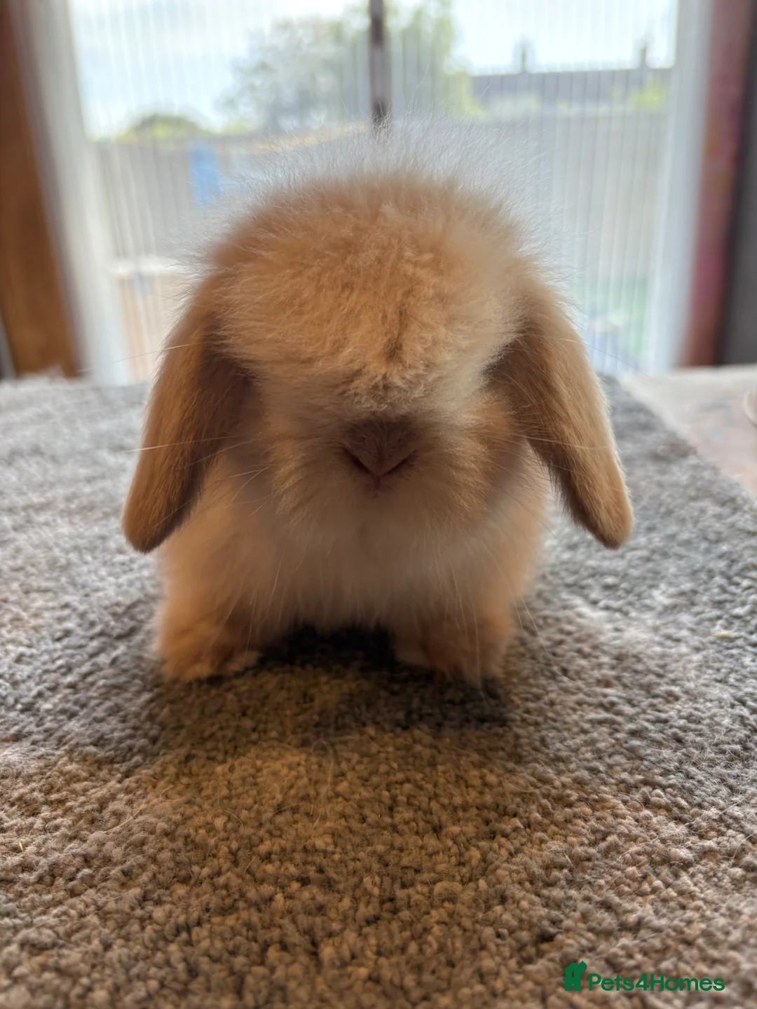 Mini Lion Lop rabbits for sale: UPDATED 08/05 Double mane lionlops available - Advert 2