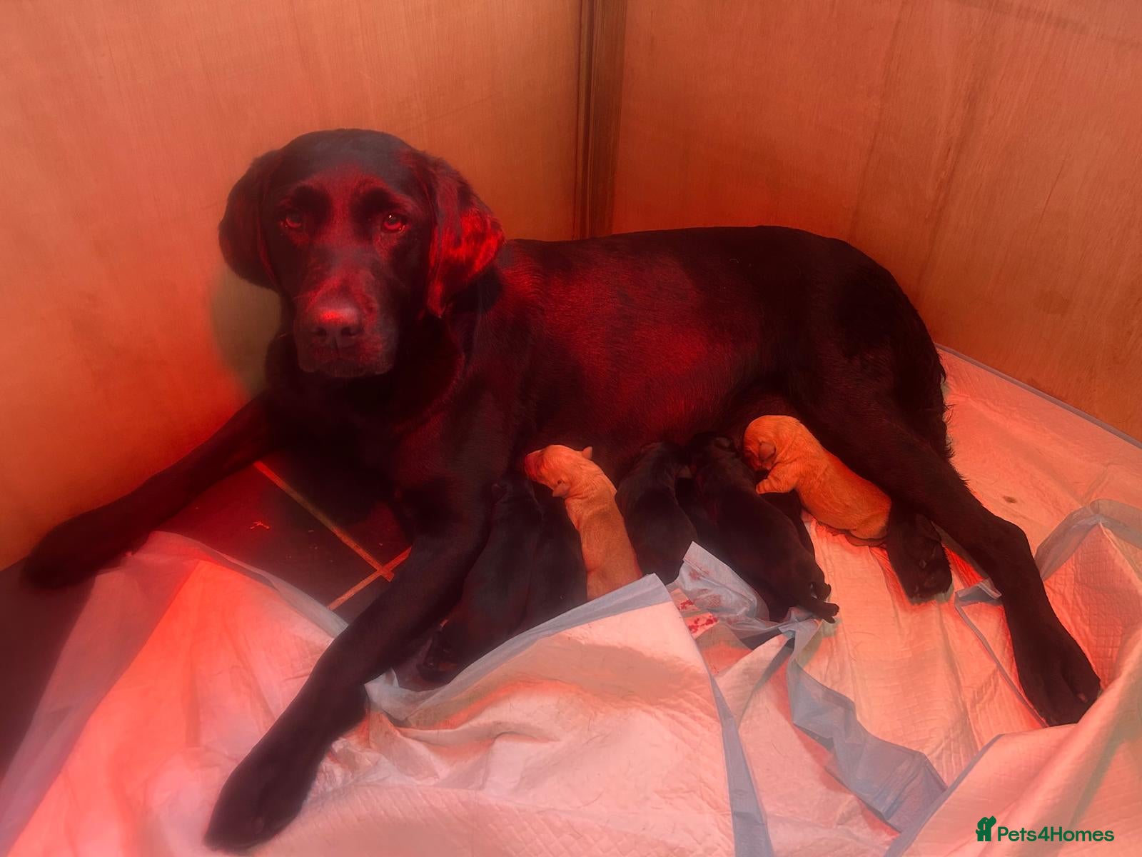 Labrador Retriever dogs KC Registered pups for sale - Advert 1