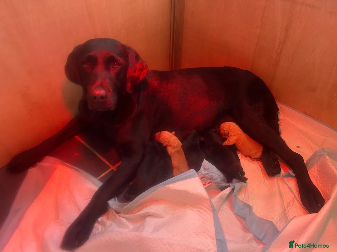 Labrador Retriever dogs for sale: KC Registered pups for sale in Rye - Advert 1