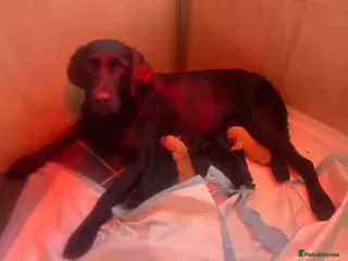 Labrador Retriever dogs Ready to leave now 02.07.2026 - Advert 1