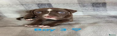 Boy 3